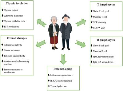 Immunosenescence and Its Hallmarks: How to Oppose Aging Strategically? A Review of Potential Options for Therapeutic Intervention